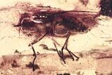 Detailed Fossil Horse Fly (Tabanidae) In Baltic Amber - Rare! #367301-1